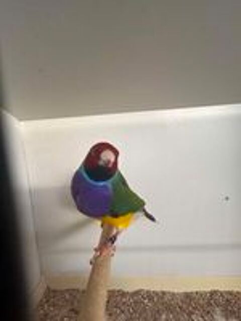   Oiseaux  