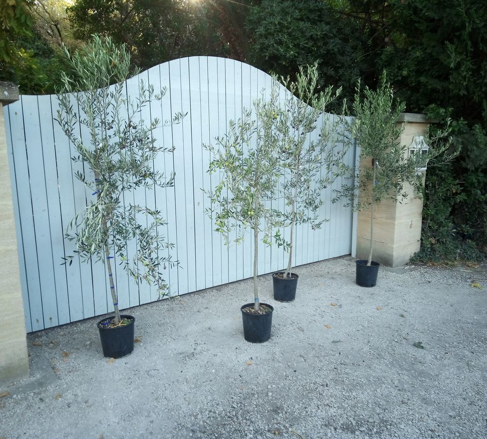 Olivier Picholine et sa c&eacute;l&egrave;bre olive verte Gardoise ?? Jardin