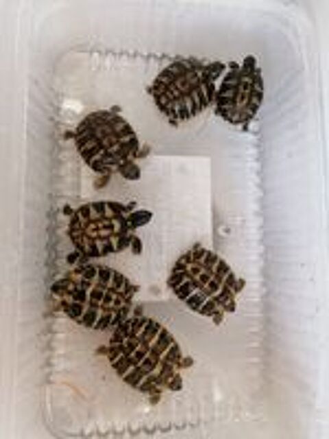   Tortues terrestres 