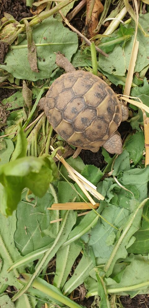 Bébé tortue de terre 50 13390 Auriol