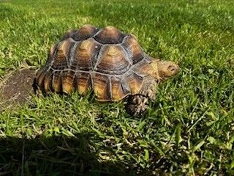 2 TORTUES CENTROCHELYS SULCATA 0 02340 Agnicourt-et-séchelles