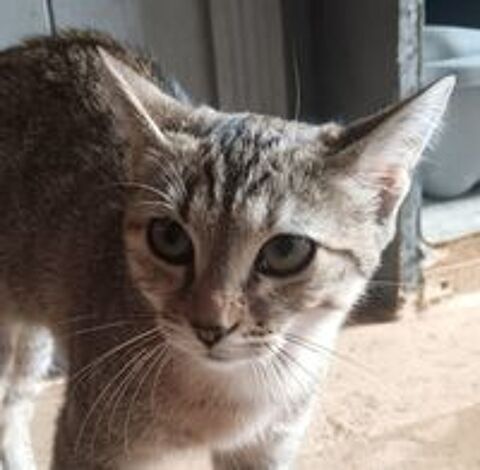   Balzane, chatte tigrée à adopter 