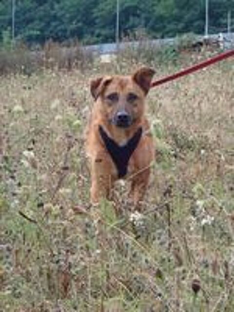   Asahi à l'adoption 