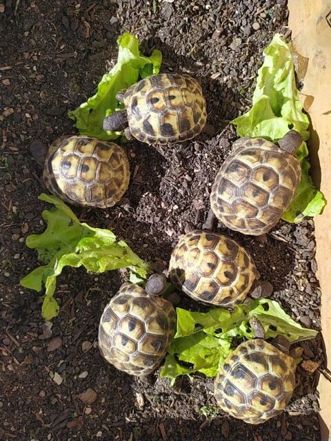 bébés tortues 60 84250 Le thor