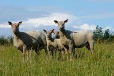   MOUTONS CHAROLLAIS 