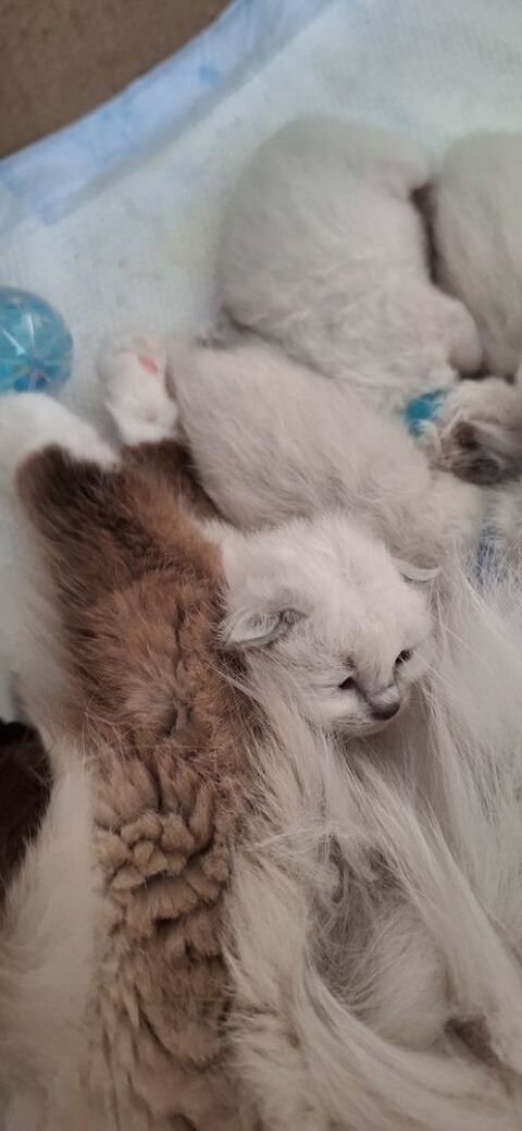 Sacr&eacute;s de birmanie ch&acirc;tons 1000 56500 Locmin�