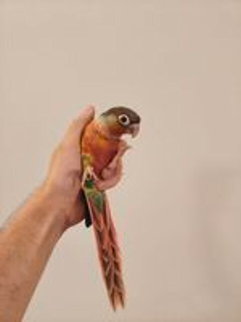   Conure de molina opaline EAM 