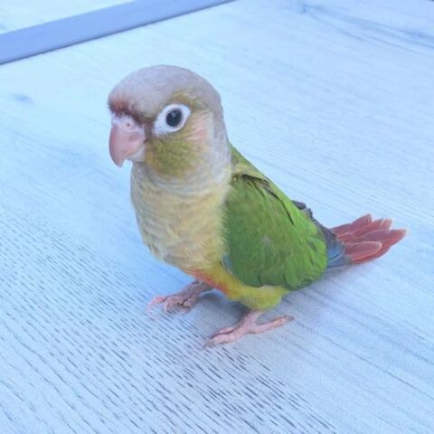 perruche Pyrrhura 120 84130 Le pontet