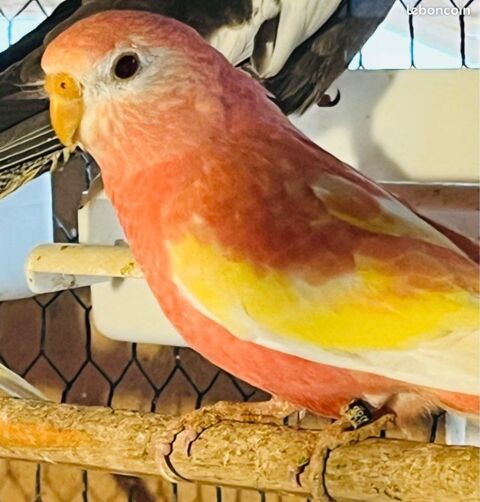 Bourke rubino femelle 2025 40 59262 Sainghin-en-m�lantois