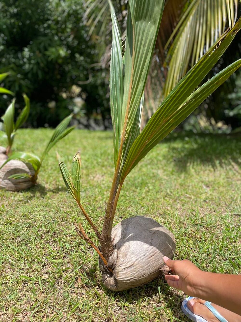 Plan coco nain Jardin