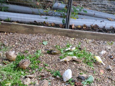 Canaris 15 53340 Bannes