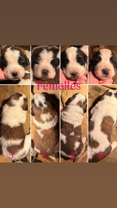 Don Chiots saint Bernard 0 56160 Persquen
