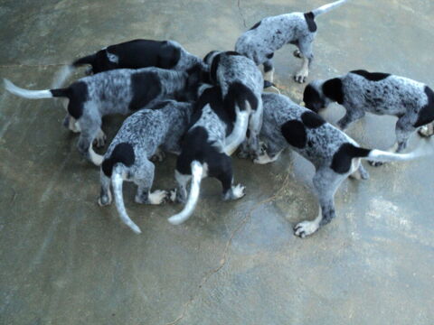 c&egrave;de chiots petit bleu de Gascogne 600 46000 Cahors