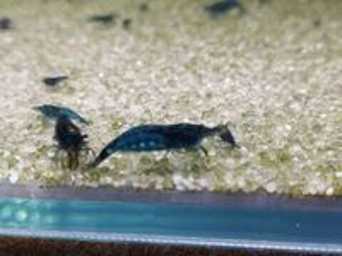   Crevettes bleues neocaridina blue velvet  