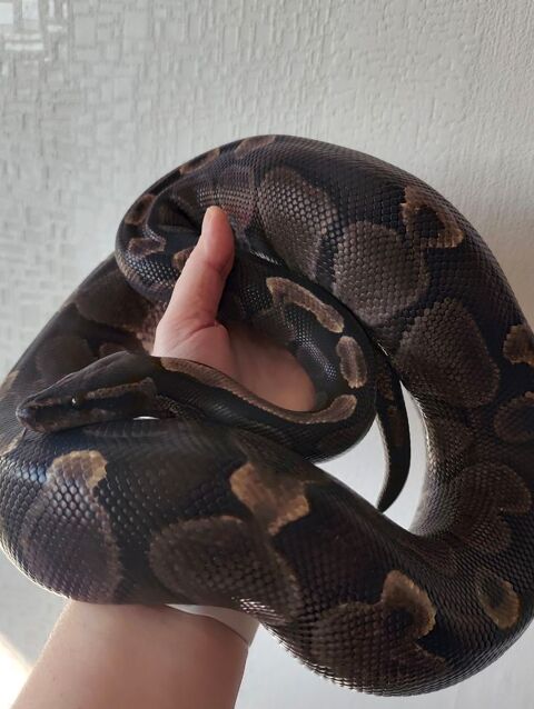 Python royal GHI femelle 100 59320 Englos