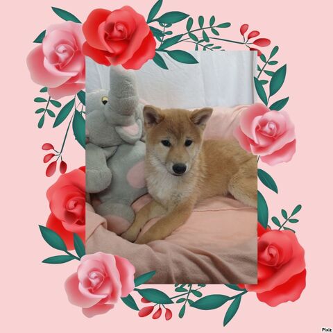 Chiots Shiba Inu femelles 750 18140 Prcy