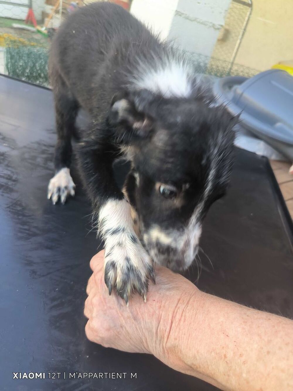 donne chiot border collie avant le 10.10.26 Jardin