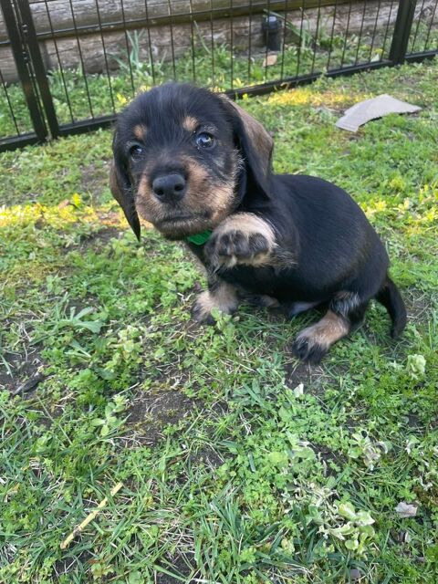 Chiots Teckel standard poil dur LOF 1400 40230 B�nesse-maremne