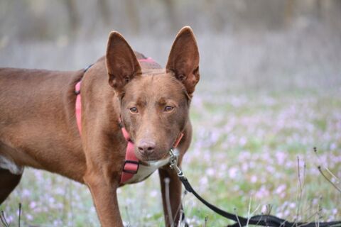 CHOCO 4 ans, magnifique podenco couleur chocolat &agrave; l'adoption ! 315 24140 Douville