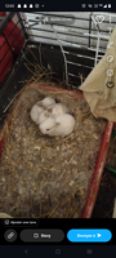   Lapin Nain 