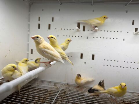 Des jeunes canaris  2026 30 28000 Chartres