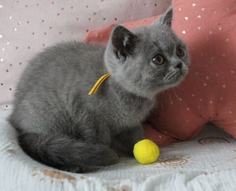 Chaton femelle British shorthair 1350 25200 Montb�liard