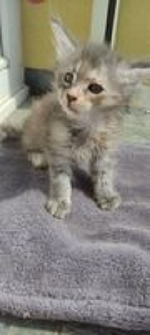   Chatons Maine Coon  