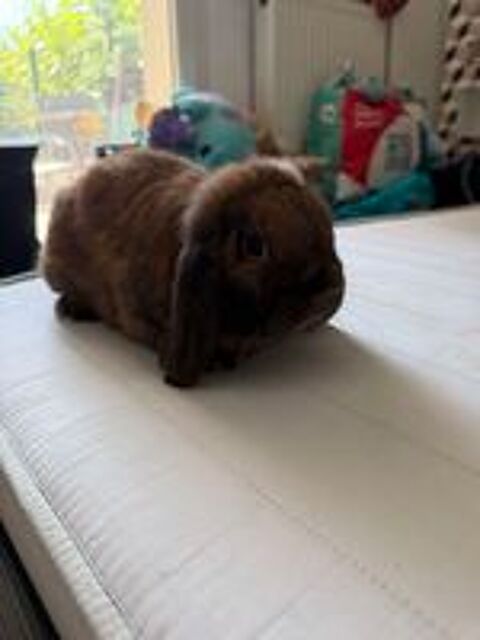   Lapin bélier  