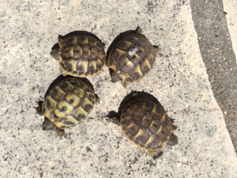 ventes tortues grecques et hermans 45 13007 Marseille