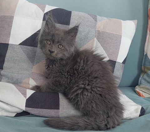 chaton Maine Coon LOOF 1200 83000 Toulon