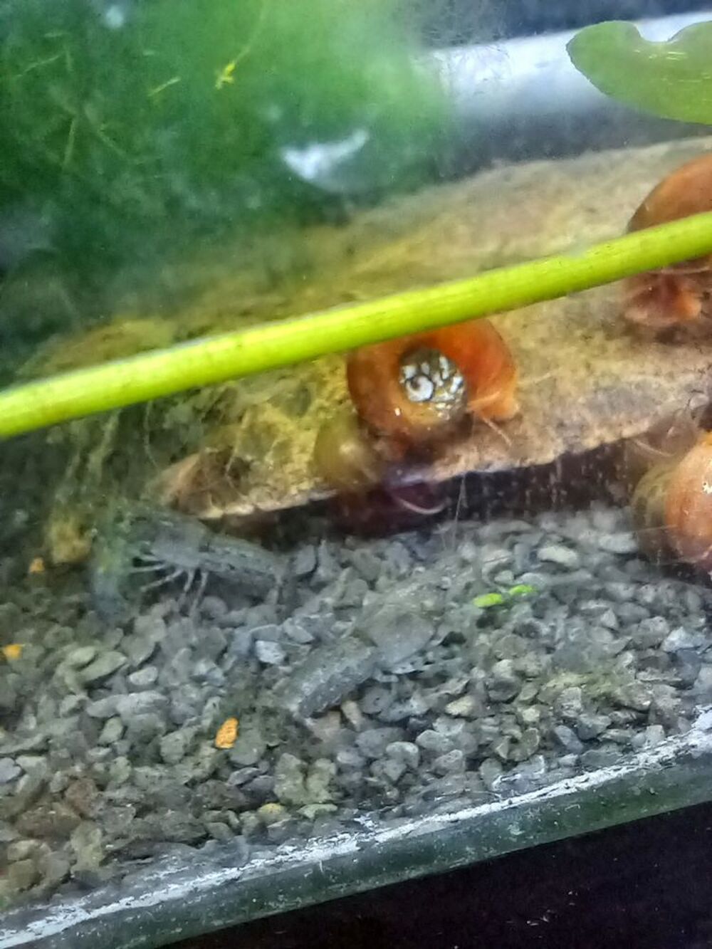   Écrevisses naines cambarellus diminutus  
