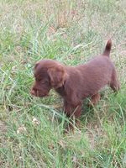   chiot Jagdterrier X Fox 