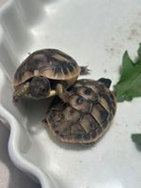   Tortues de terre juvéniles  