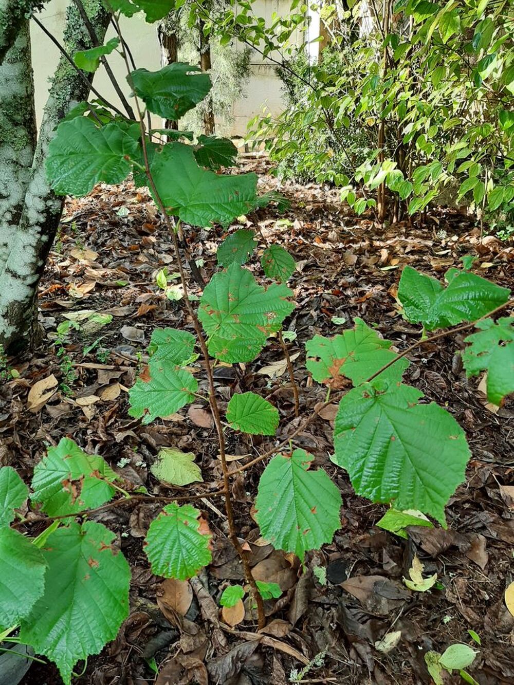 ARBRE NOISETIER fruits &agrave; coque Jardin