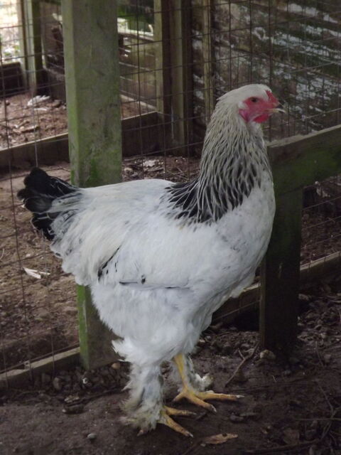 brahma hermin&eacute; 15 44130 Blain