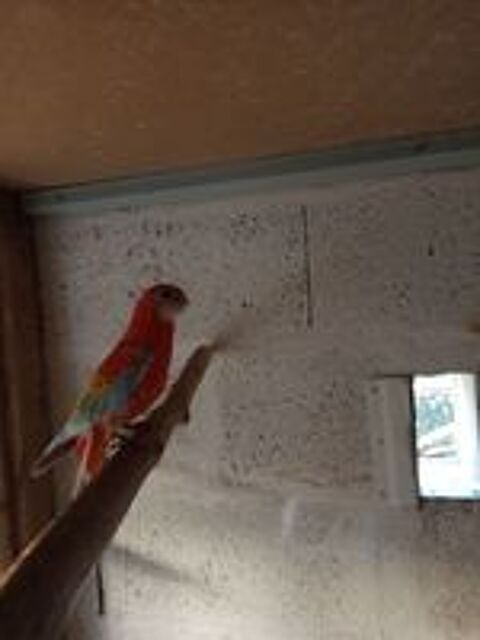  Oiseaux omnicolore  