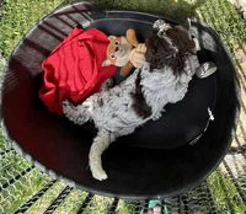   A réserver chiots Lagotto romagnolo, excellentes lignées  