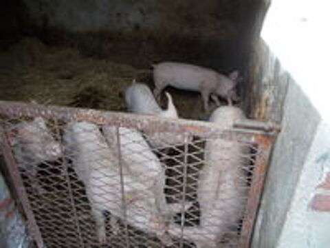   porcelet  