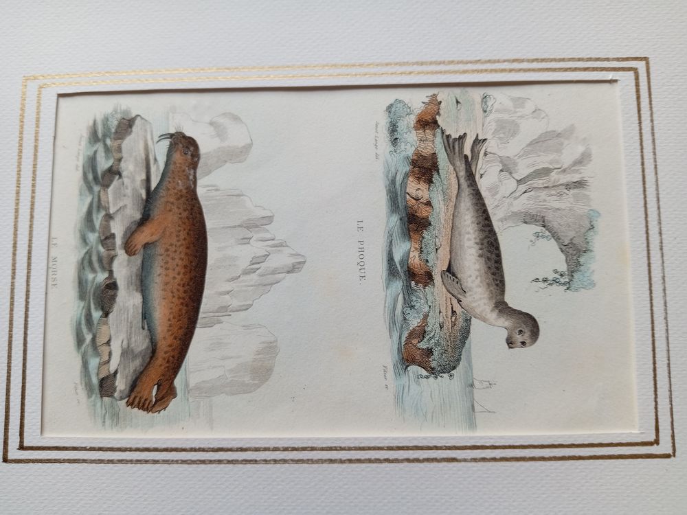  MAMMIFERES 52 GRAVURES ORIGINALES DE BUFFON DE 1839

