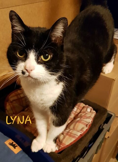 Chatte européenne blanche et noire 240 35520 Melesse