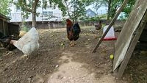   Coq wyandotte GR 