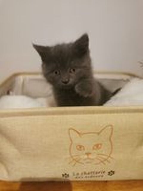   Chaton british shorthair  
