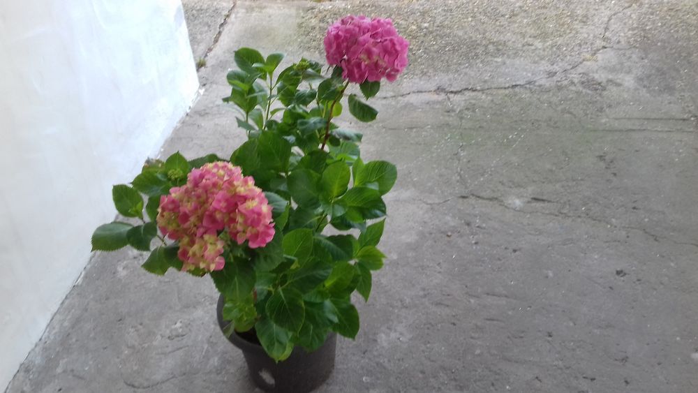 POT de 3 PIEDS D'HORTENSIAS ROSES Jardin