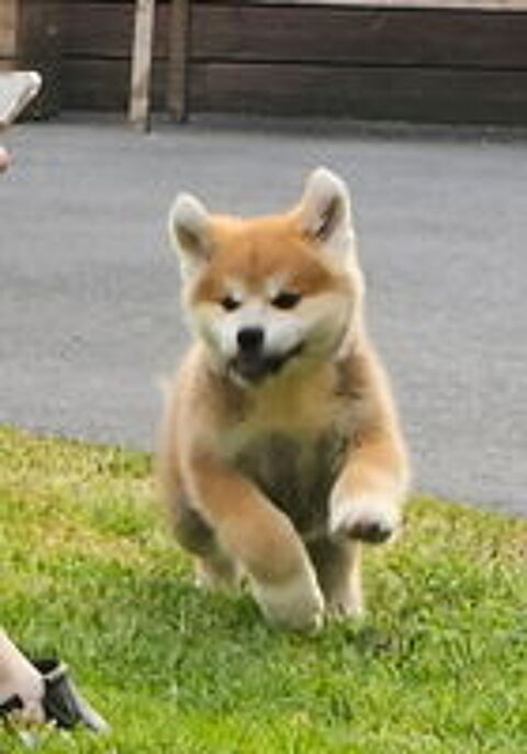   Donne akita inu pour cause de mutation au moyen orient. 