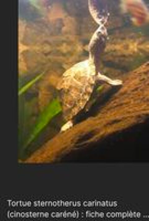   recueille toutes espèces de tortues aquatiques.  