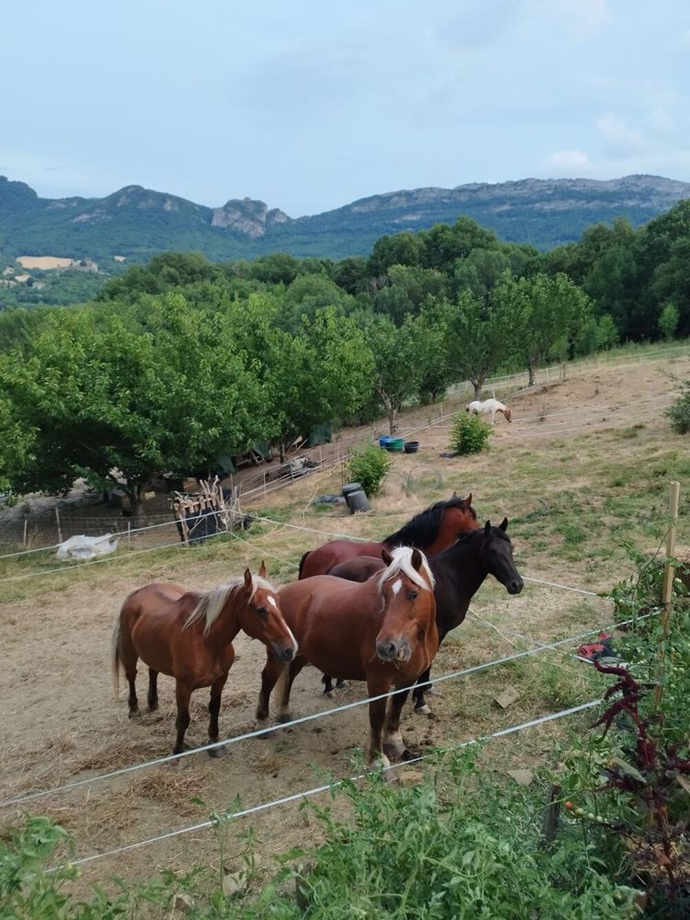   Pension chevaux  