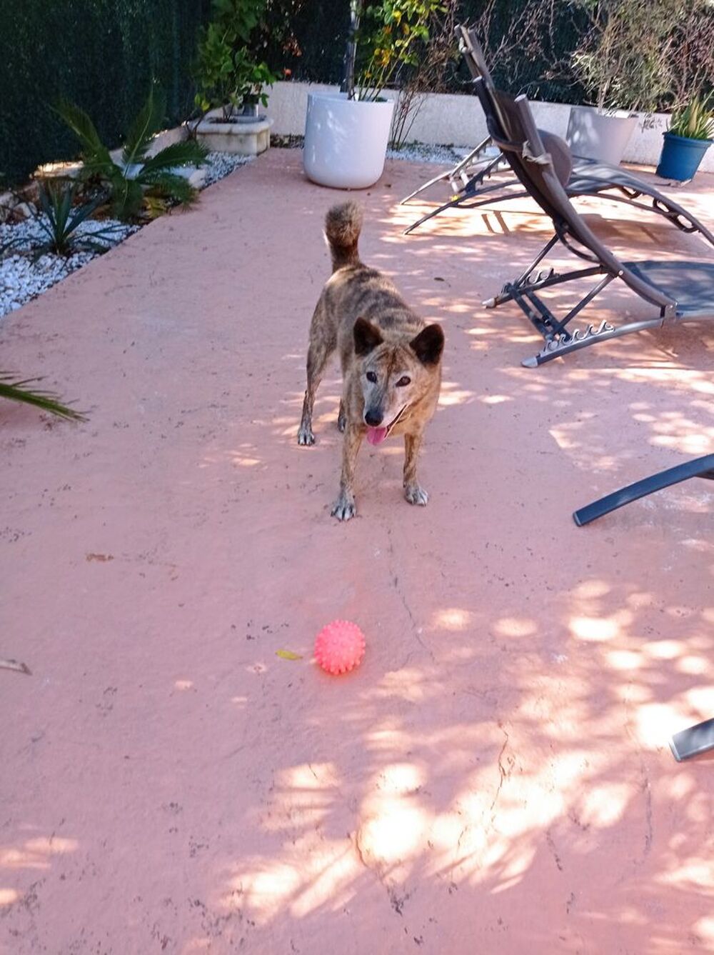   Garde chiens et chats 