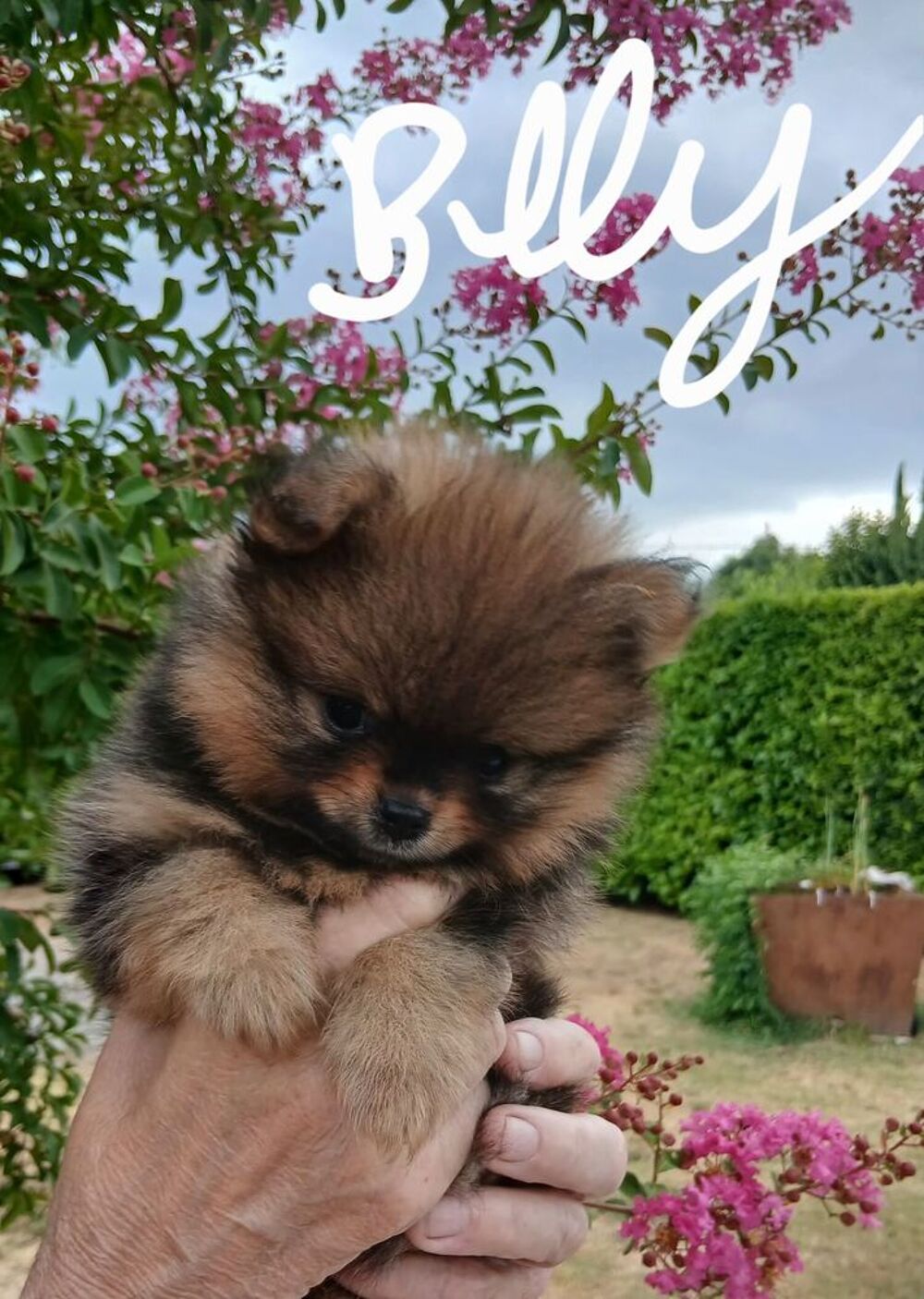   Chiots spitz 