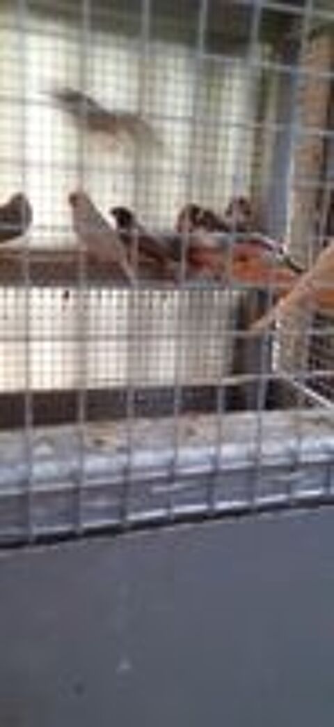   OISEAUX DE CAGES ET DE VOLIÈRES  
