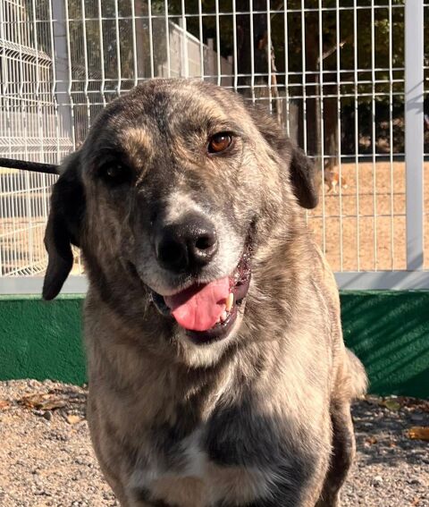 VALENTINA  A l'ADOPTION‼️  ou recherche ‼️FAMILLE d'ACCUEIL‼️ 315 24140 Douville